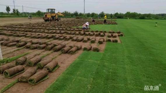 草卷状早熟禾草
