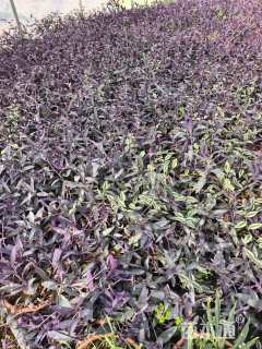 高度15厘米紫竹梅