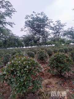 冠幅200厘米红叶石楠球