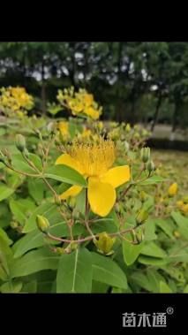 高度50厘米金丝桃