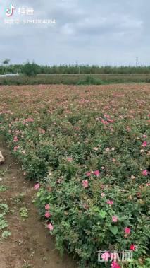 高度40厘米红帽子月季小苗