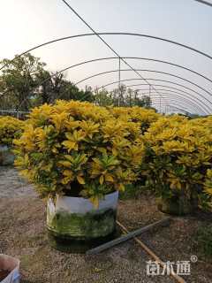 高度30厘米珊瑚球