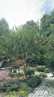 14公分造型紫薇