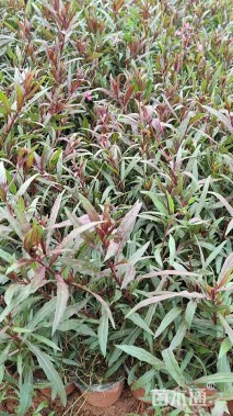 高度25厘米千鸟花