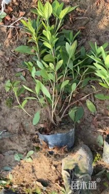 高度35厘米毛鹃小苗