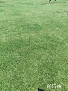 草块状马尼拉草