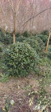 冠幅120厘米金森女贞球