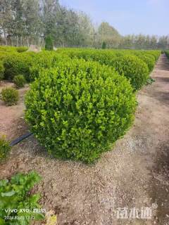 冠幅50厘米小叶黄杨球