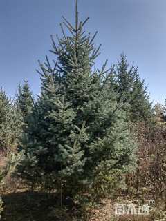 高度380.厘米云杉