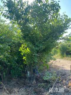 高度250厘米丛生金银木