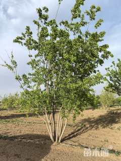 高度250厘米丛生茶条槭