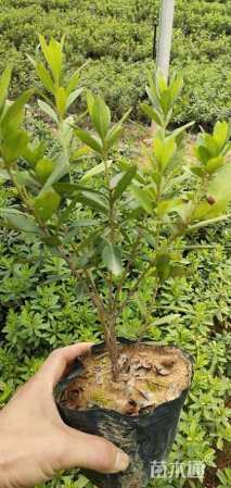 高度30厘米春鹃