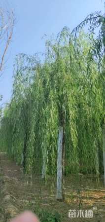 16公分金丝垂柳