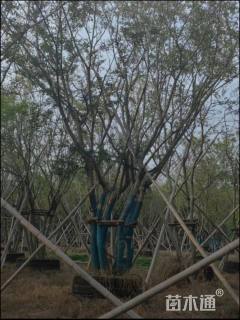 15公分丛生朴树