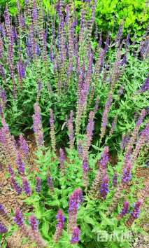 高度30厘米鼠尾草