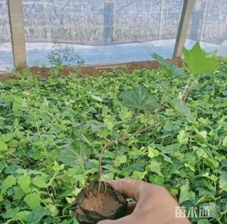主蔓长20厘米常春藤
