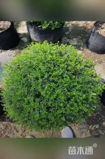 2公分造型川滇蜡树