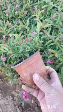 高度15厘米粉花绣线菊