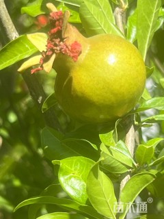 高度80厘米石榴
