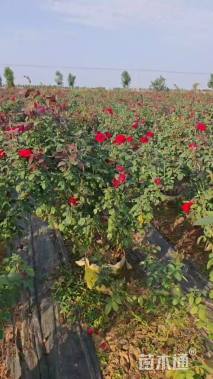 高度1500厘米丛生月季