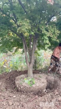 高度300厘米丛生鸡爪槭