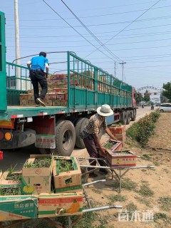 高度20厘米美女樱