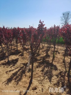 高度300厘米密枝红叶李
