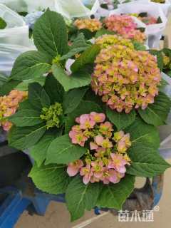 高度20厘米绣球