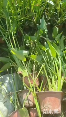 高度50厘米梭鱼草