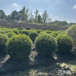 冠幅100厘米小叶黄杨球