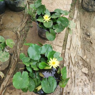 高度20厘米睡莲