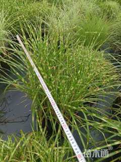 高度50厘米斑叶芒