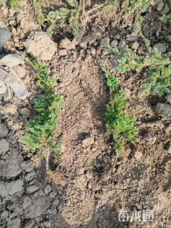 高度40厘米铺地柏