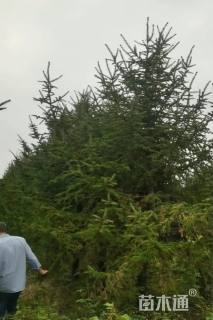 高度550厘米云杉
