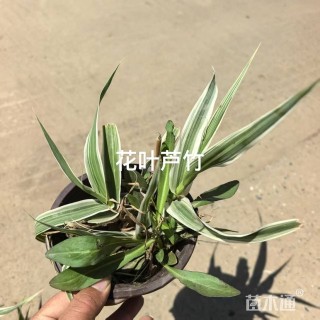 高度100厘米花叶芦竹