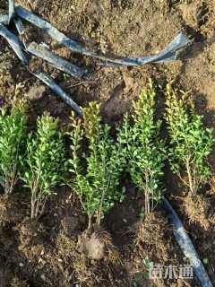 高度60厘米瓜子黄杨