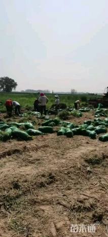 高度15厘米麦冬