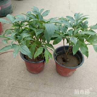 高度10厘米芍药