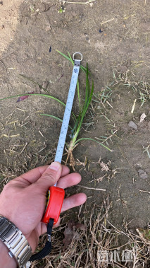 高度25厘米细叶麦冬草