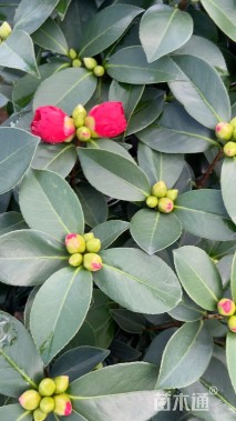 高度50厘米四季茶花