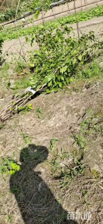 高度100厘米蜡梅