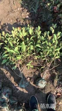 冠幅50厘米红叶石楠球