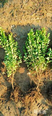 高度30厘米豆瓣黄杨