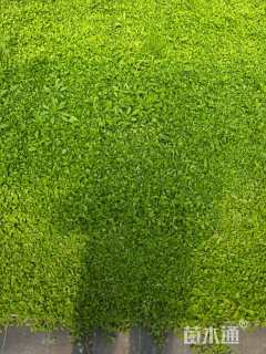 高度2厘米姬岩垂草