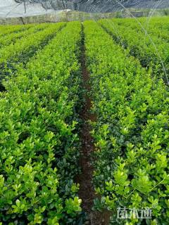 高度30厘米无刺枸骨小苗