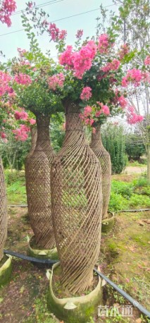 20公分紫薇花瓶