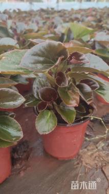 高度10厘米巨无霸海棠