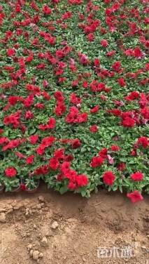 高度10厘米矮牵牛