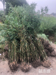地栽苗慈孝竹