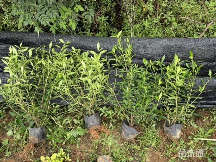 高度35厘米大叶栀子